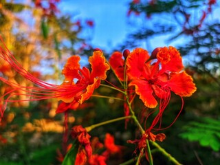 red flower in the garden