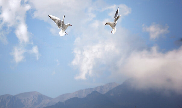 Fight of two seagulls in the air