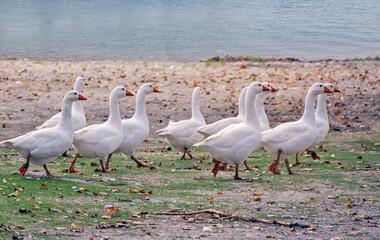 Obraz premium Flock of white geese near the water