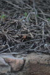 mushrooms  background