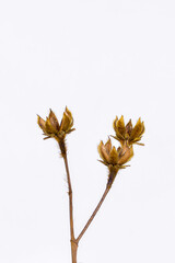 Obraz premium Dried or dead flowers isolated on white background
