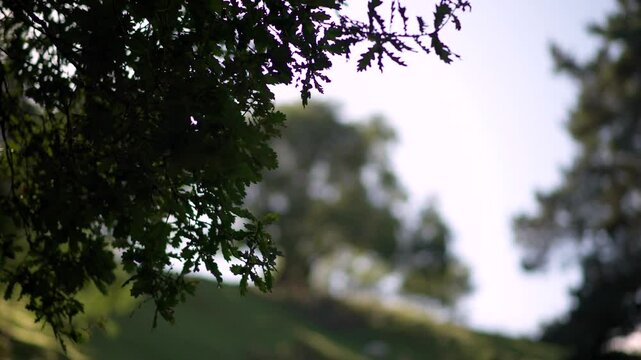 Shallow focus tree with purple tinge of colour blowing in the breeze on blurred background