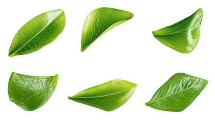 Curved green leaves showcase nature's artistry and elegance