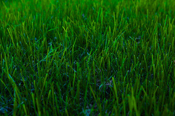 green grass background, grass, green