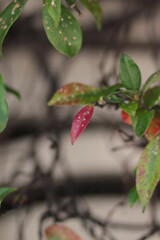 autumn leaves in the forest