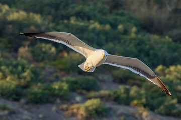 Rio de Janeiro, RJ, Brazil, 09.29.2024 - Great black-backed gull, Larus marinus, flying over Vermelha Beach, Urca neighborhood