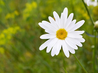 Fototapeta premium Chamomile on green grass background.