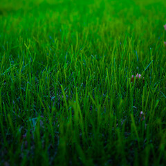 green grass background, grass, green, landscape