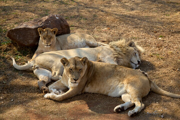 King of the wild The male lion stands tall, embodying strength, power, and regal grace. A true symbol of the savannah