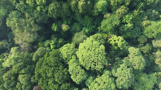 Abundant and amazing wild forest, Aerial view of forest trees Rainforest ecosystem and healthy environment background, Forest texture of green trees from top to bottom High angle view.