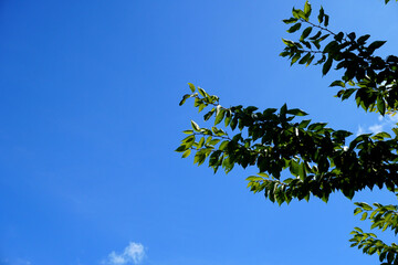 夏の青空と樹木の緑