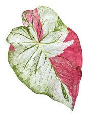 Vibrant Caladium Leaf with Unique Patterns