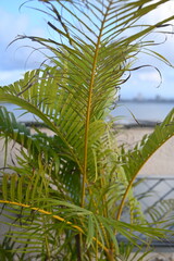 fresh green leaves of a palm tree 