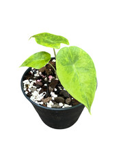 Vibrant Green Leaves in Planter with Texture and Detail