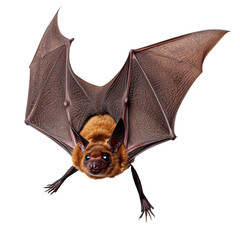 Obraz premium Close up bat isolated on transparent or white background