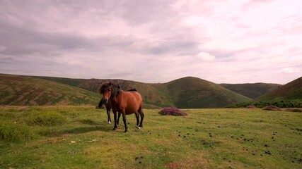 Wild ponies in the English countryside in Shropshire, UK