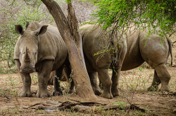 Fototapeta premium three African rhinos by a tree with a view of two rumps and one head