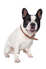 Fototapeta premium French Bulldog dog on a white background