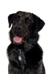 Face of a happy dog on a white background