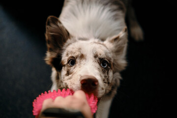 Charming blue-eyed border collie puppy is gnawing on his favorite pink toy on the floor. The pet...