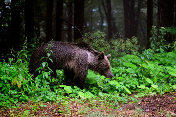 Europäischer Braunbär (Ursus arctos arctos) - Karpaten, Rumänien // European brown bear - Carpathians, Romania © bennytrapp