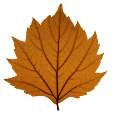 Fototapeta premium maple leaf isolated
