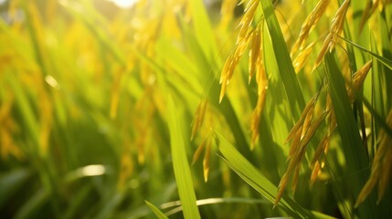 Golden Rice Stalks In The Sunset