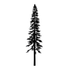 Tall Pine Tree Isolated  on transparent background