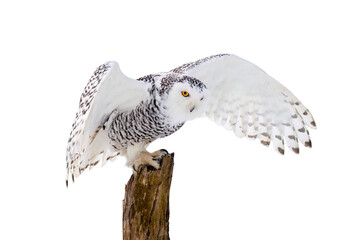 Owl in flight. Snowy owl, Bubo scandiacus, flies with spread wings, landing on rotten stump. Isolated on white background. Beautiful white polar bird with yellow eyes. Wild arctic owl hunting. Winter