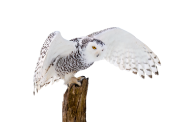 Owl in flight. Snowy owl, Bubo scandiacus, flies with spread wings, landing on rotten stump. Isolated on white background. Beautiful white polar bird with yellow eyes. Wild arctic owl hunting. Winter