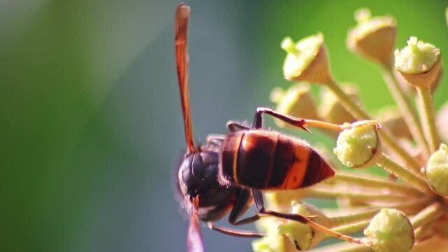 Macro of Big hornet collecting nectar pollen while dusting a blooming bush in autumn is big impressive venomous insect with poisonous stinger and big mandibles as king of insects yellow jacket flying