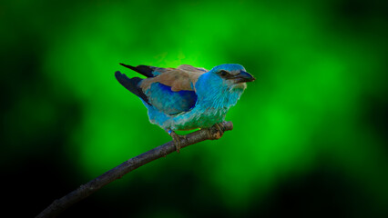 Coraciiformes is a diverse and colorful bird order which includes kingfishers, rollers,