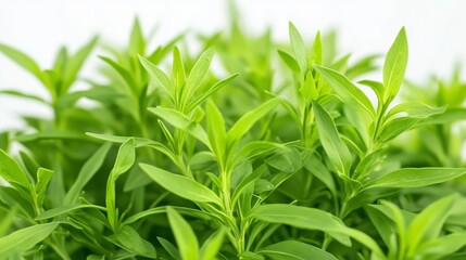 Fresh green herbs growing in a small indoor garden, showcasing vibrant leaves under natural light