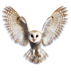 Barn Owl, Tyto alba, flying open wings isolated on transparent or white background