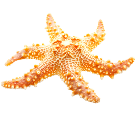 Orange Starfish Isolated on Transparent Background
