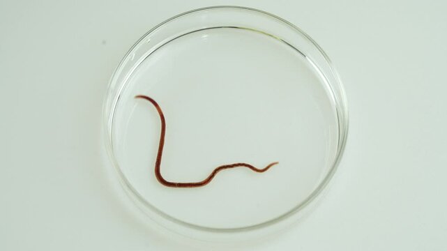 parasite worm