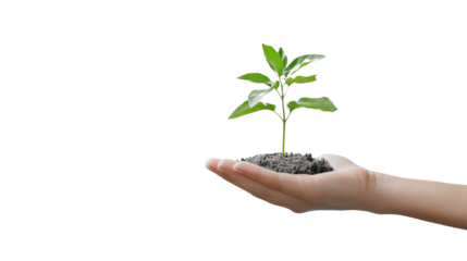 hand holding green plant isolated on white background