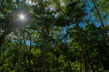 해가 비추는 숲속 사진. 울창한 나무.