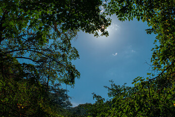 울창한 나무 사이로 보이는 푸른 하늘