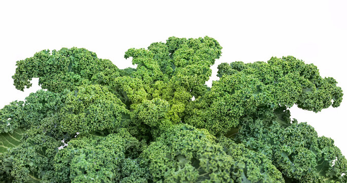 Gr&uuml;nkohl - Superfood und Wintergem&uuml;se 