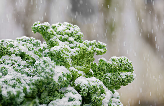 Gr&uuml;nkohl im Schneetreiben, Gruenkohl