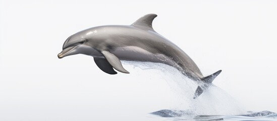 Fototapeta premium Dolphin Leaping Out of the Water