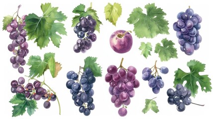 Watercolor illustration drawing of grape leaf vine