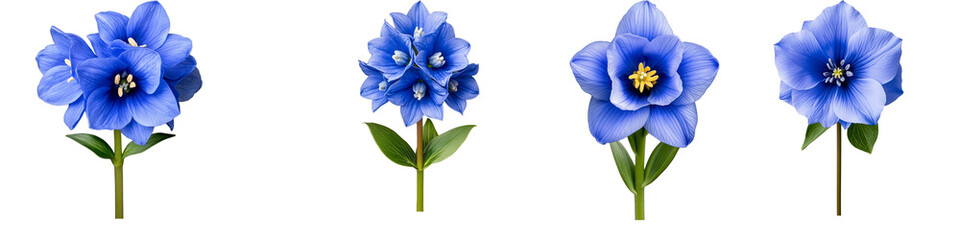 Set of four vibrant blue flowers on a transparent background depicting various floral designs in a realistic style