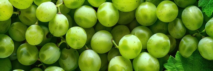 Seamless background of grape