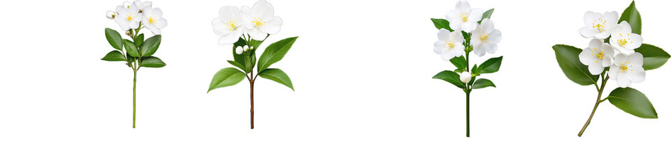 Obraz premium Collection of white jasmine flowers with green leaves on a transparent background showcasing floral beauty and nature elegance