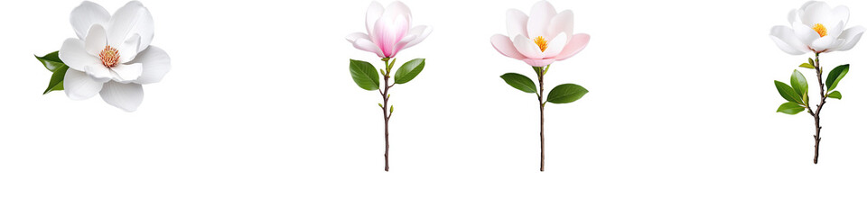 Beautiful magnolia flowers and blossoms on stems with green leaves on a transparent background, showcasing nature's delicate elegance