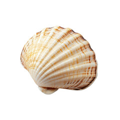 Obraz premium Beautifully patterned seashell on a black background