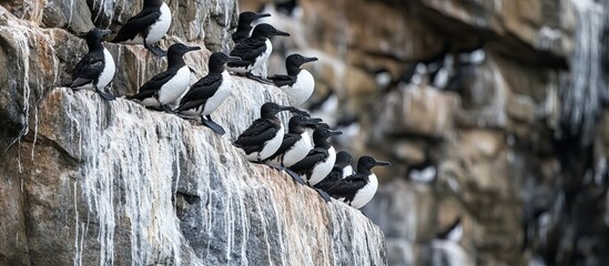 Black-legged Kittiwakes Perched on a Rocky Cliff