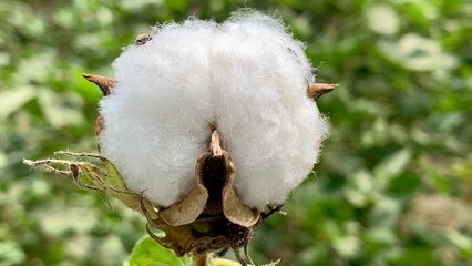 A cotton flower in full bloom Green background UHD Photo